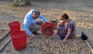 CHP’li Karakoz: Sezon bitiyor incirin fiyatı belli değil!